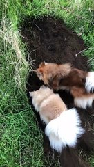 Digging Dog Distracted by Playful Friend