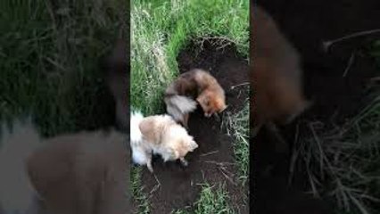 Digging Dog Distracted by Playful Friend