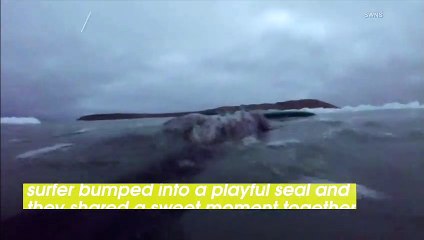 Watch Seal Gets Belly Rubs and Cuddles From Surfer