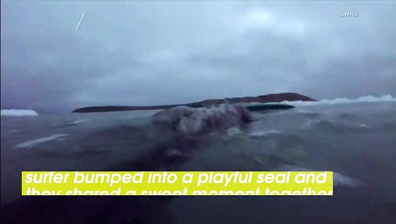 Watch Seal Gets Belly Rubs and Cuddles From Surfer