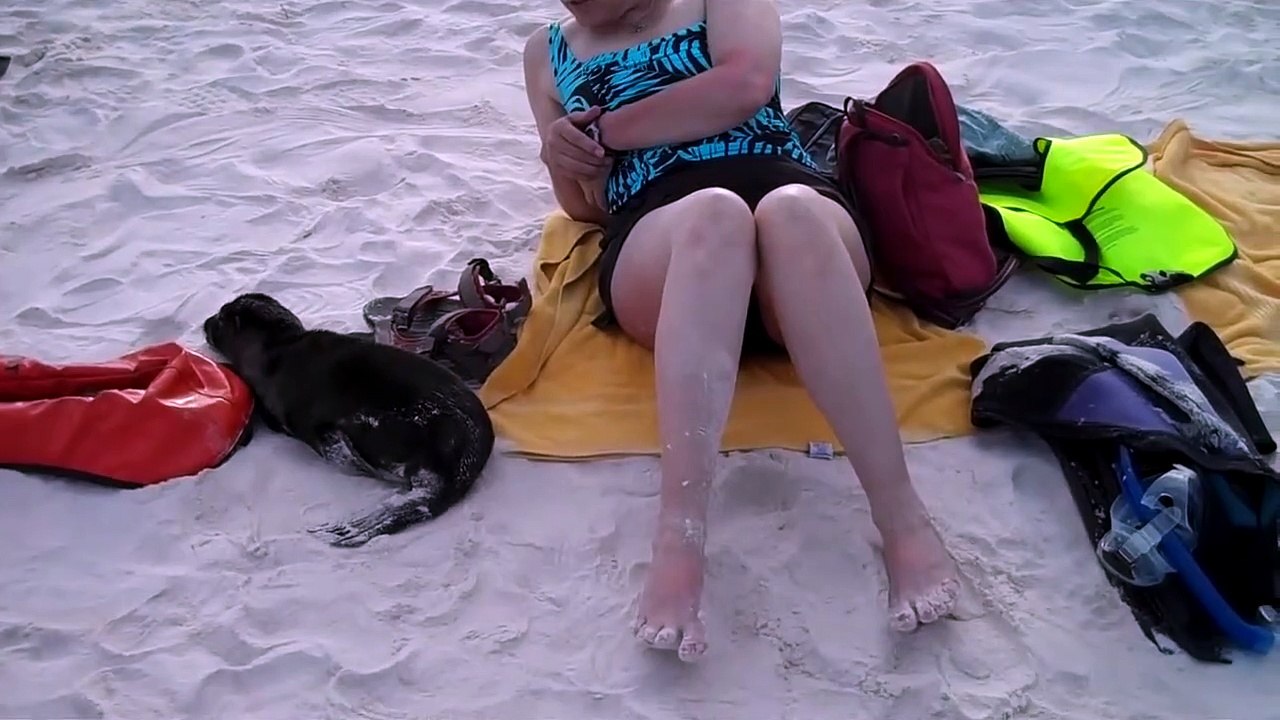 Un jeune lion de mer vient jouer avec des touristes... pas du tout timide