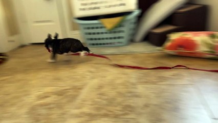 Puppy Thief Steals All the Things