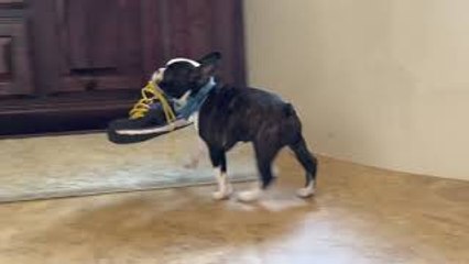 Puppy Thief Steals All the Things