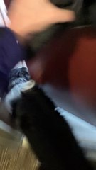 Dog Drops Into Deep Snow