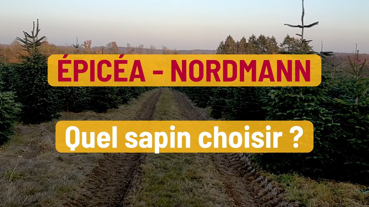 Épicéa ou Nordmann : quel sapin choisir ? Avantages et inconvénients de ces deux essences