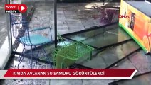 Yalova'da dev dalgalar sahile vururken, kıyıda avlanan su samuru görüntülendi