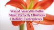 Waxed Amaryllis Bulbs Make Perfectly Effortless Holiday Centerpieces