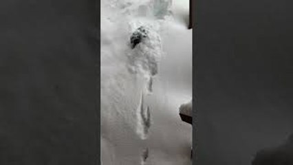 Dog Drops Into Deep Snow
