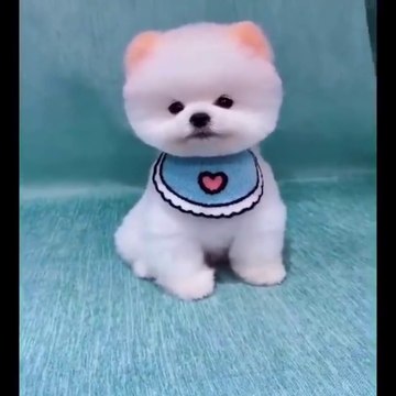 funny cat |funny dog | funny cat and dog| смешная кошка |смешная собака.