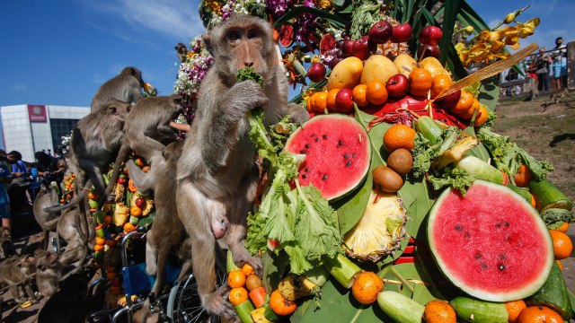 Thailand Festival Honoring Its Monkeys Returns, Welcoming Back Tourists
