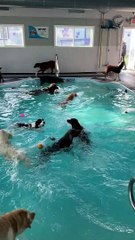 Pool Time at Doggy Daycare