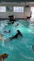 Pool Time at Doggy Daycare