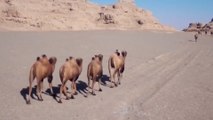 China’s wild camel population sees signs of recovery amid conservation efforts