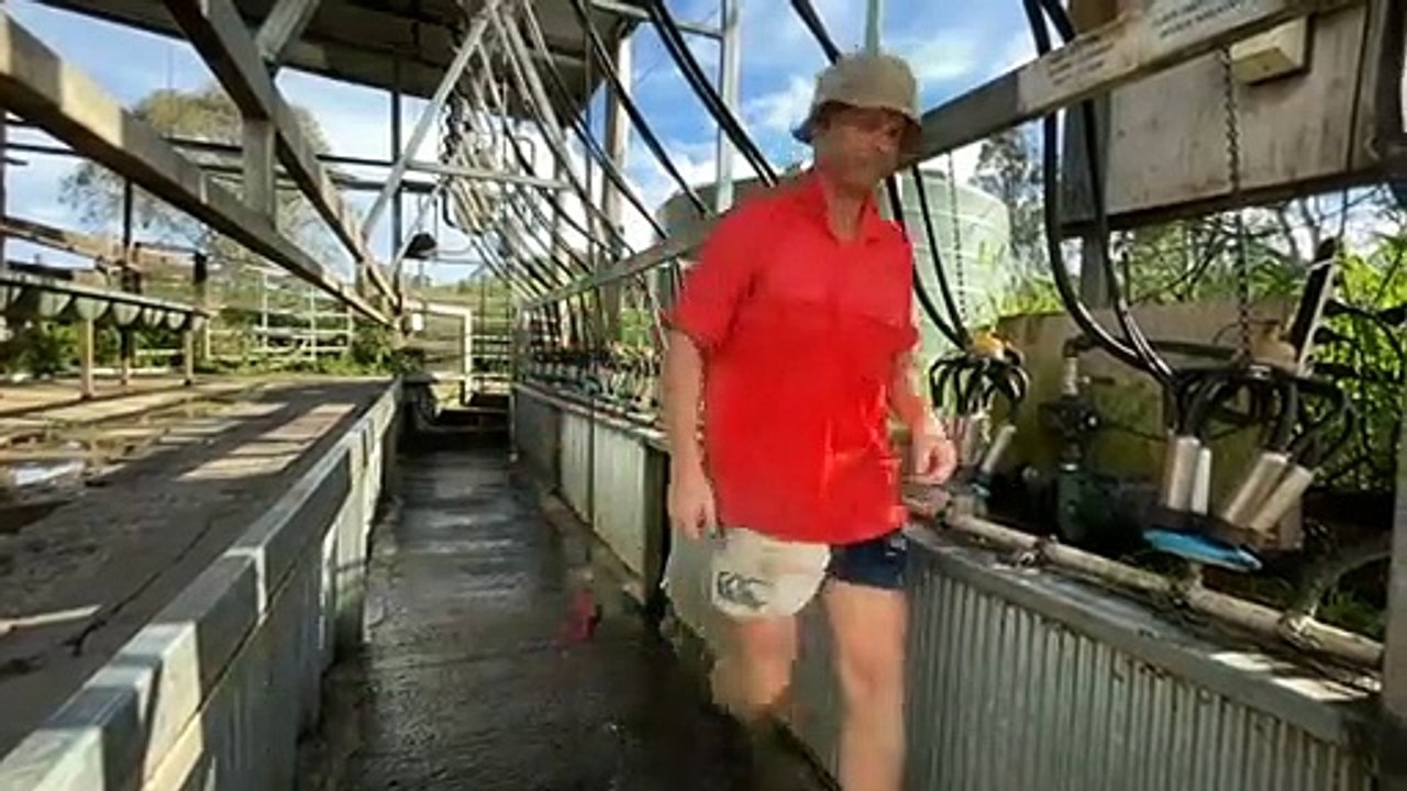 Higher milk prices, weather crucial to dairy farm revival