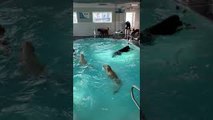 Pool Time at Doggy Daycare