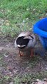 Happy Duck Dances in the Mud