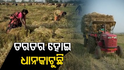 Cyclone Threat Grips Farmers In Odisha’s Mayurbhanj