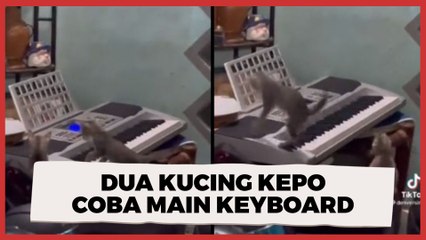 Dua Kucing Kepo Coba Main Keyboard, Endingnya Malah Bikin Ngakak Tapi Kasian