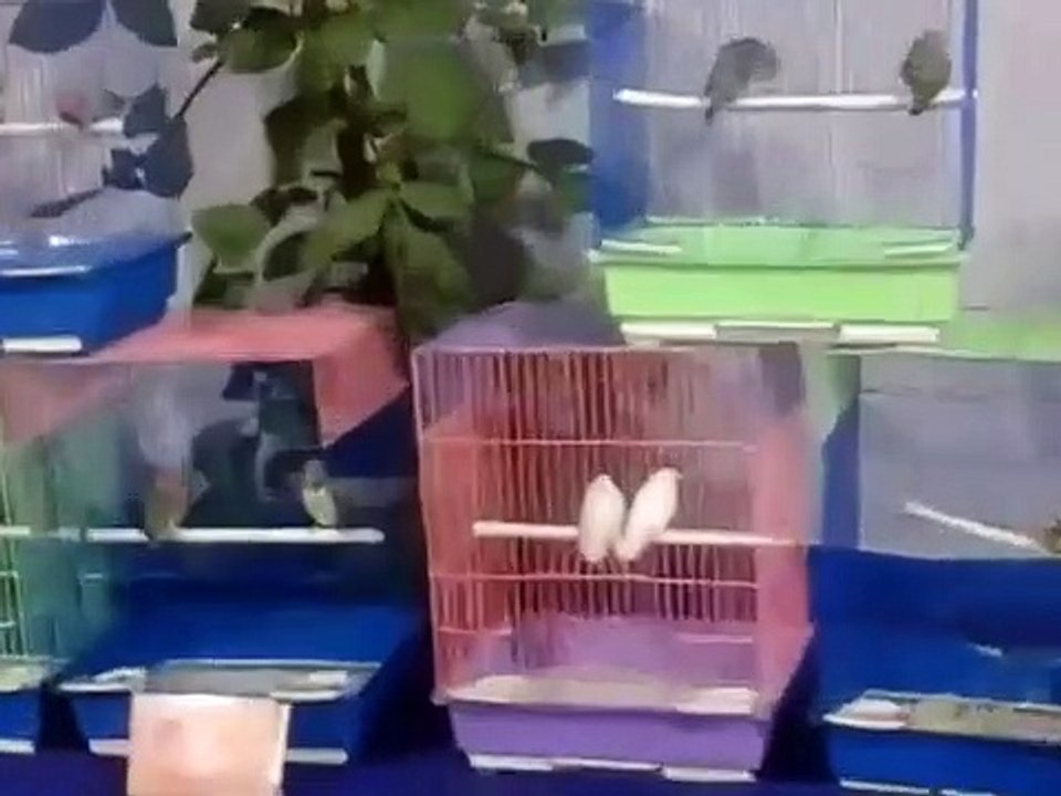 kolkata birds fair-2021(pokhi mela) near darjipara