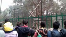 giraffe act on Alipore Zoological Gardens,kolkata