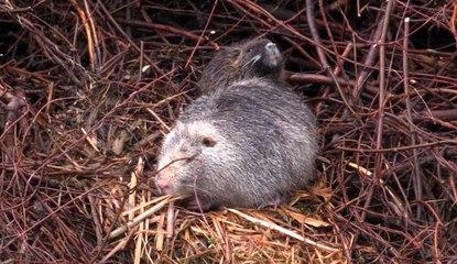 "Su maymunları Edirne'deki ekosisteme ve çeltik üretimine zarar veriyor" uyarısı