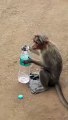 Baby Monkey Drinking Mineral water
