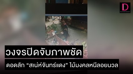 วงจรปิดจับภาพชัด ดอดลัก 'สเน่ห์จันทร์แดง' ไม้มงคลหนีลอยนวล | ชนคลิปข่าว 01/12/64 เดลินิวส์