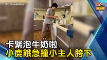 卡緊泡牛奶啦 小鹿餓得撞小主人胯下