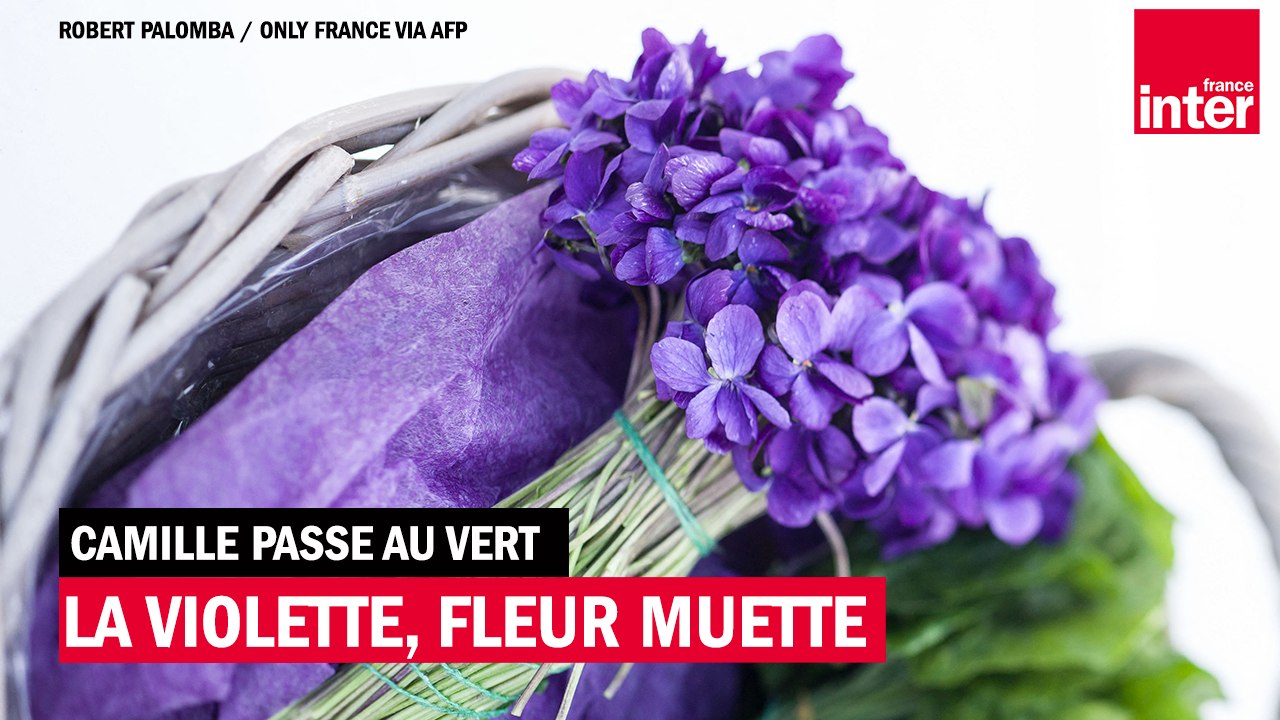 La violette, fleur muette