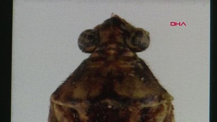 O BÖCEĞE ESKİ BAKANIN ADINI VERDİLER