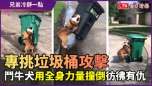 跟你有仇嗎？ 鬥牛犬專挑「它」攻擊 一看到奮力撞上去！