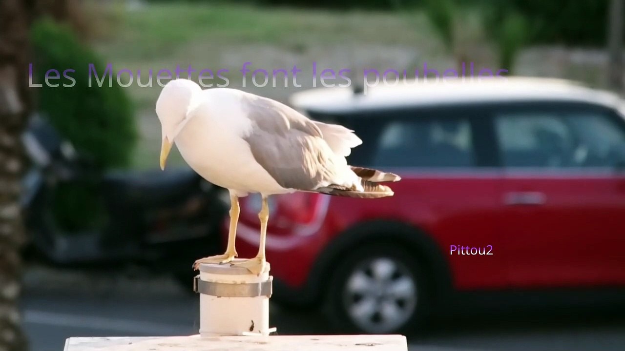 Oiseaux