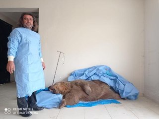 VAN'DA OTOMOBİLİN ÇARPTIĞI BOZAYI KURTARILAMADI