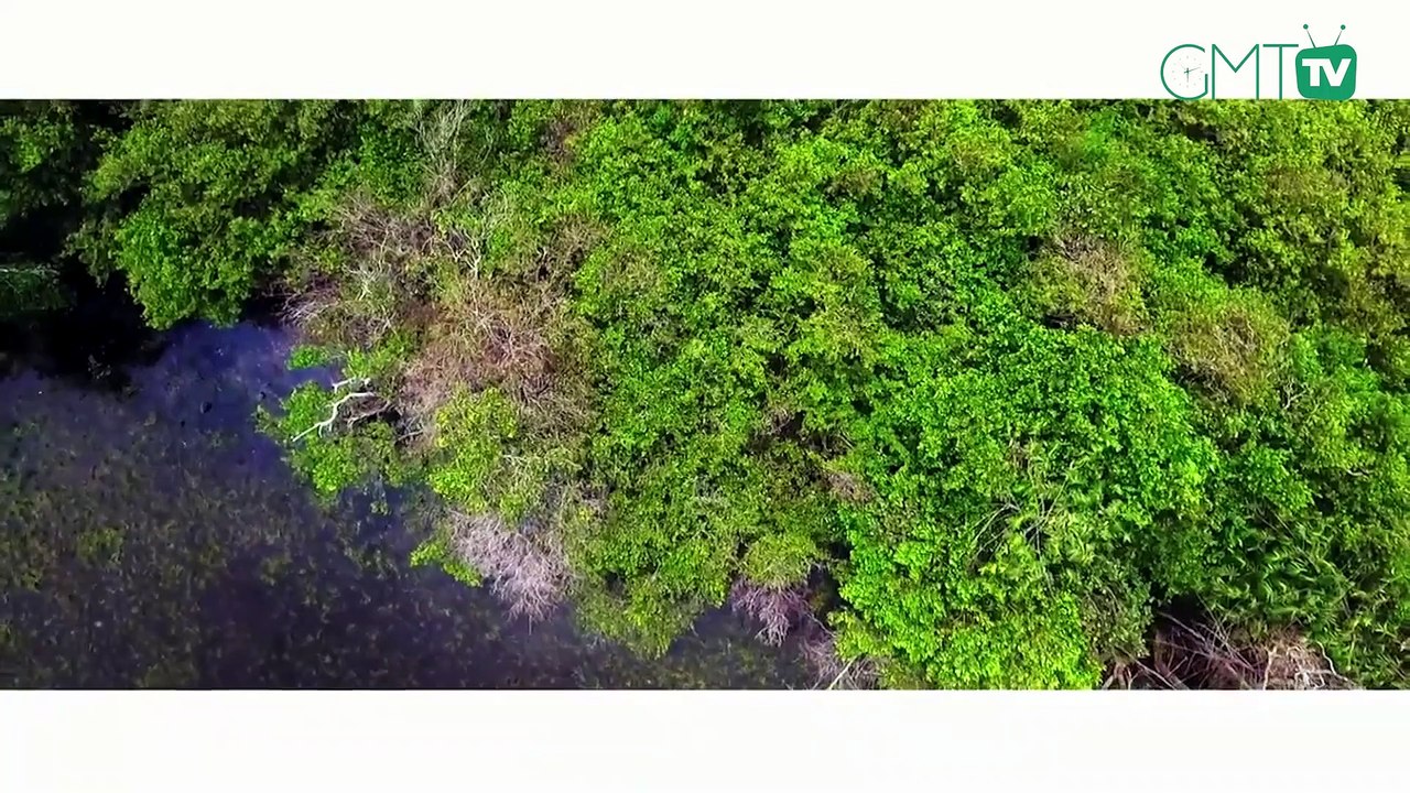 [#Reportage] Gabon: Lee White veut faire abattre des éléphants pour endiguer le conflit Homme-faune