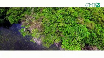 [#Reportage] Gabon: Lee White veut faire abattre des éléphants pour endiguer le conflit Homme-faune