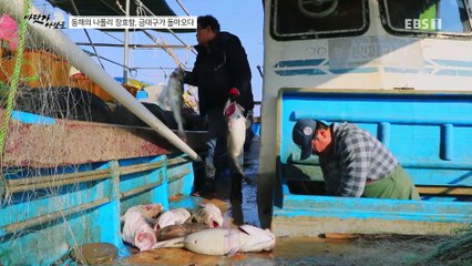 바닷가 사람들 - 동해의 나폴리 장호항, 금대구가 돌아오다_#002