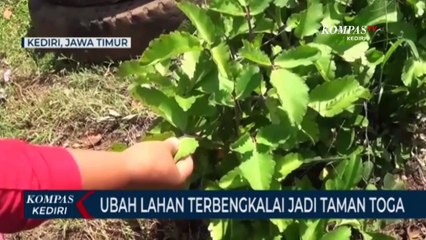 Manfaatkan Lahan Kosong Jadi Taman Tumbuhan Obat