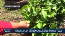 Manfaatkan Lahan Kosong Jadi Taman Tumbuhan Obat