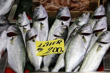 ÇANAKKALE'DE LODOS NEDENİYLE LÜFERİN FİYATI 200 LİRAYA ÇIKTI