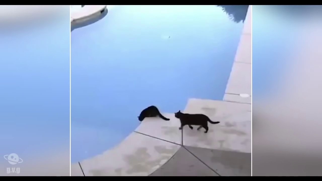 Lustige Katzen 1-MiauTv