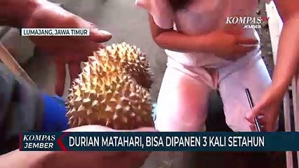 Budidaya Durian Matahari dengan Pupuk Organik, Bisa Dipanen 3 Kali Setahun