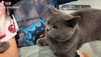 Lustige Katzen-4 MiauTv