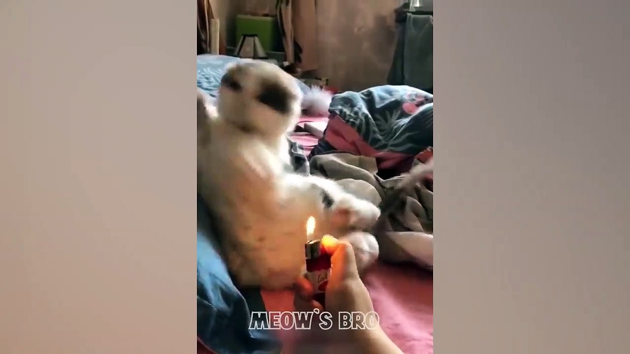 Lustige Katzen-5 MiauTv