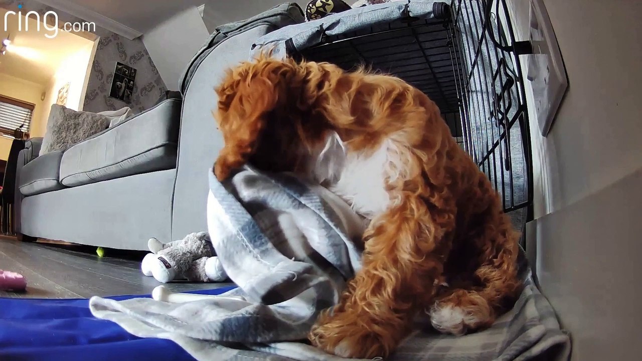 Preferred Version- UGC_Bonnie_the_Cockapoo_Organic_1920x1080 (cut)