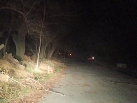 Şuhut'ta lodos ağaçları kökünden devirdi