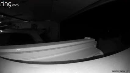 Bear Raids Garage Freezer