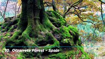 15 Most Beautiful Forests in The World