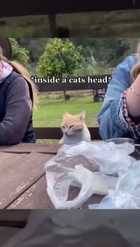 Kucing lucu yang akan bikin kalian ngakak guling-guling _ Kucing dan Anjing _ kucing lucu imut