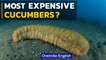 Sea Cucumbers of Madagascar why are they so Expensive | Oneindia News