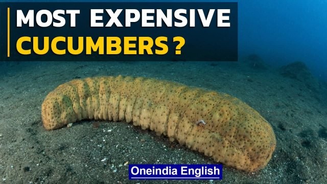 Sea Cucumbers of Madagascar why are they so Expensive | Oneindia News